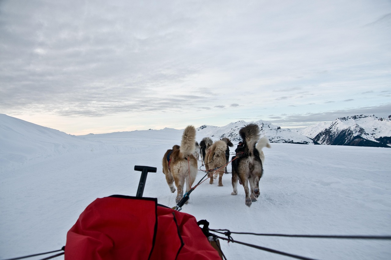 Attelage de chiens de traîneau traversant un paysage enneigé dans le Queyras.