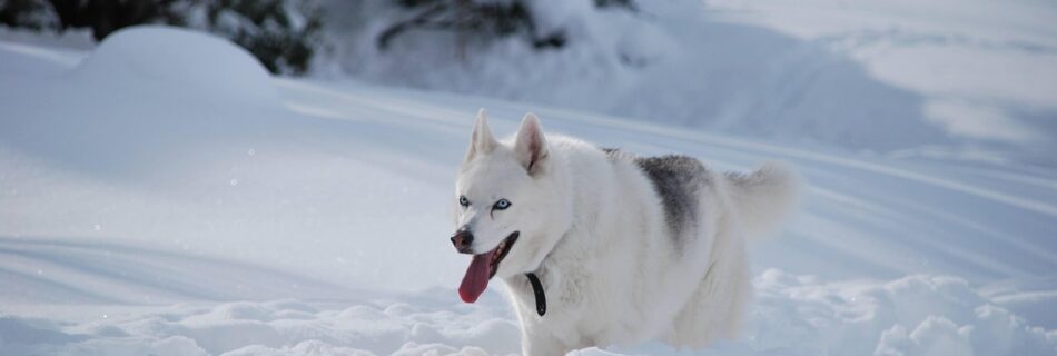 Chiens de traîneau évoluant sur une piste bordée de montagnes dans le Queyras.