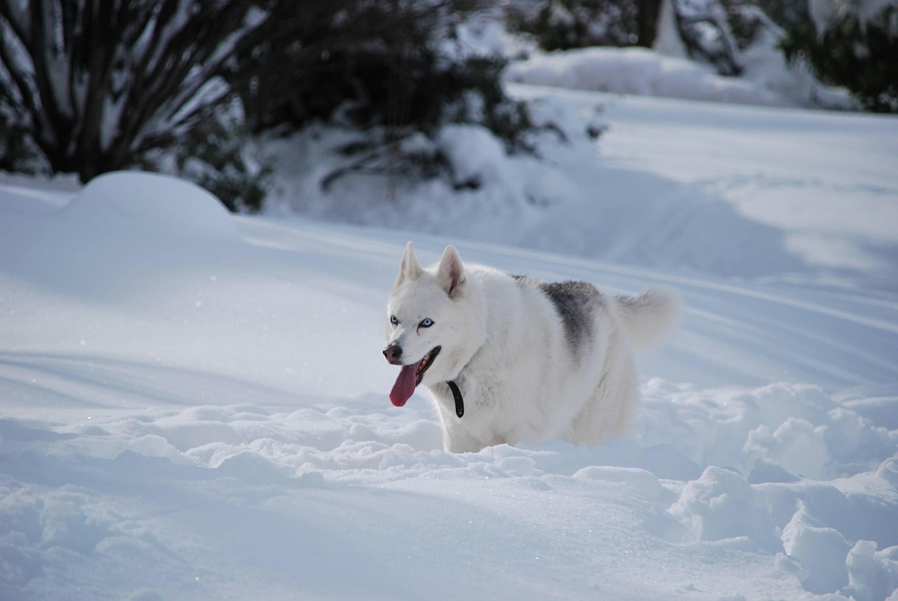 Chiens de traîneau évoluant sur une piste bordée de montagnes dans le Queyras.