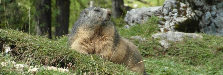 Marmotte en alpage dans le Queyras – destination queyras découverte faune et flore