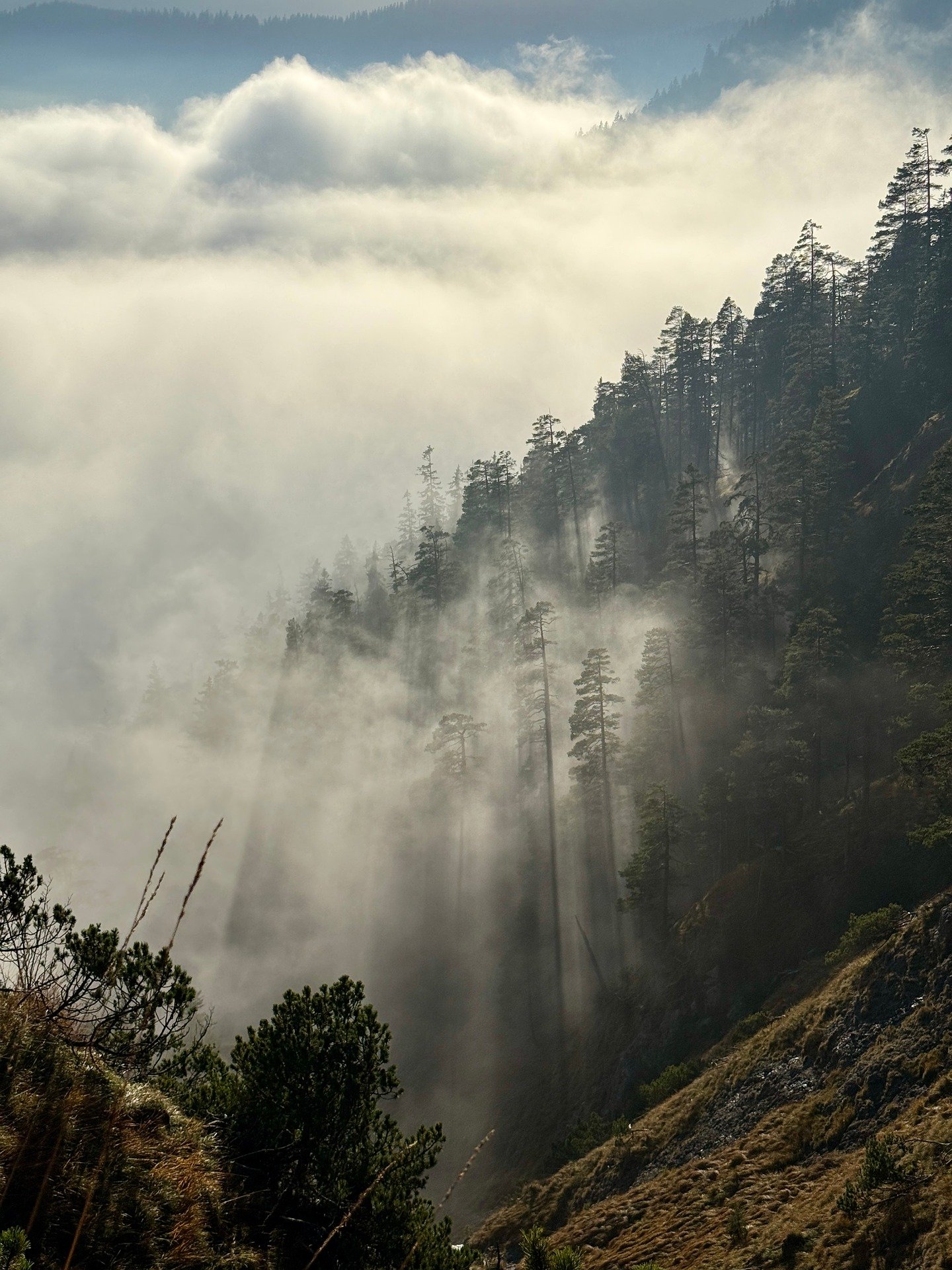 Location Queyras avec services à la carte au cœur d’une forêt de montagne enveloppée de brume.