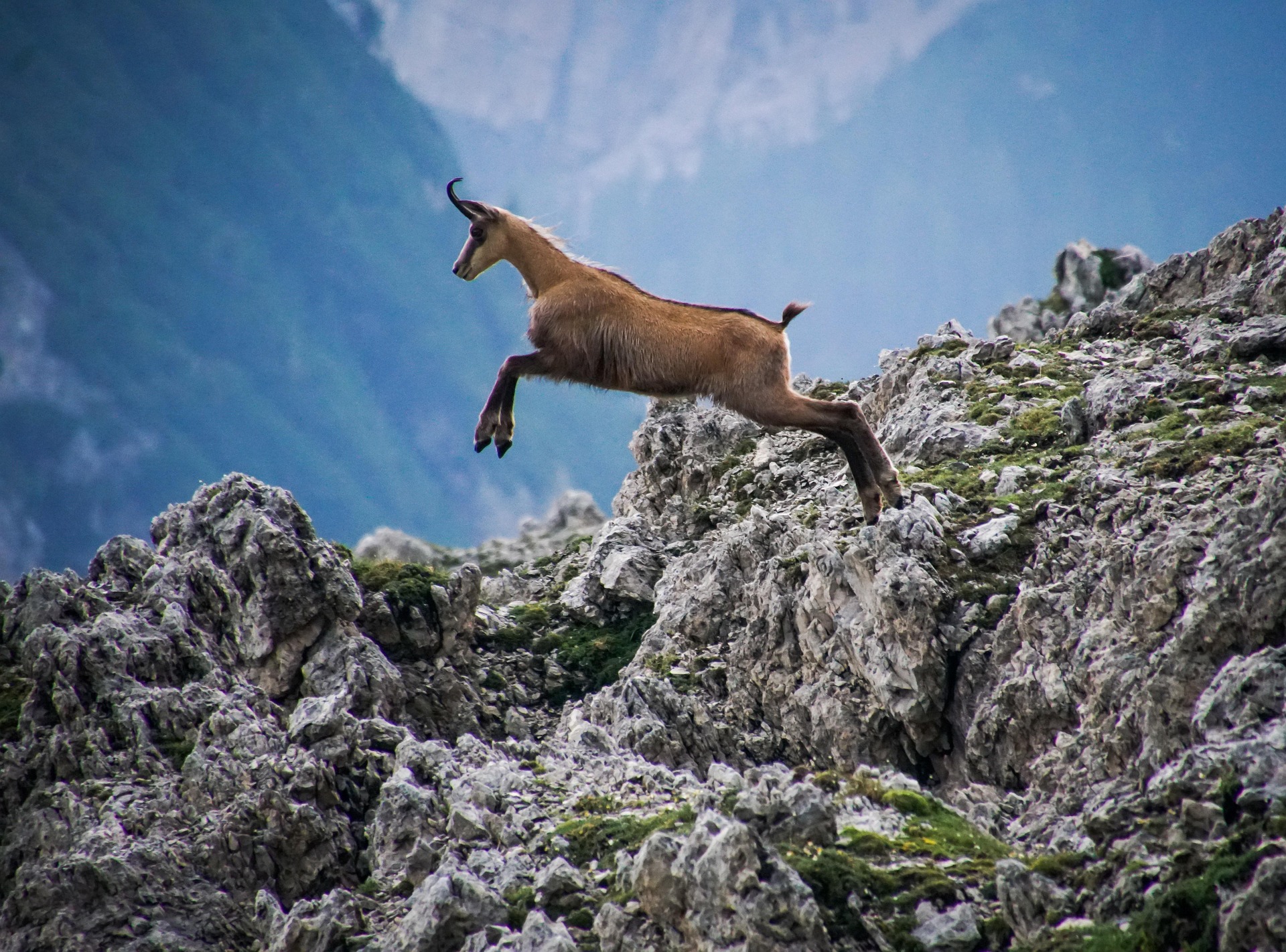 Chamois dans les montagnes du Queyras – destination queyras découverte faune et flore