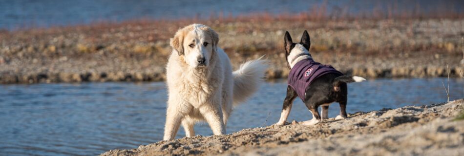 Patou protégeant son troupeau face à un chien de randonnée en montagne