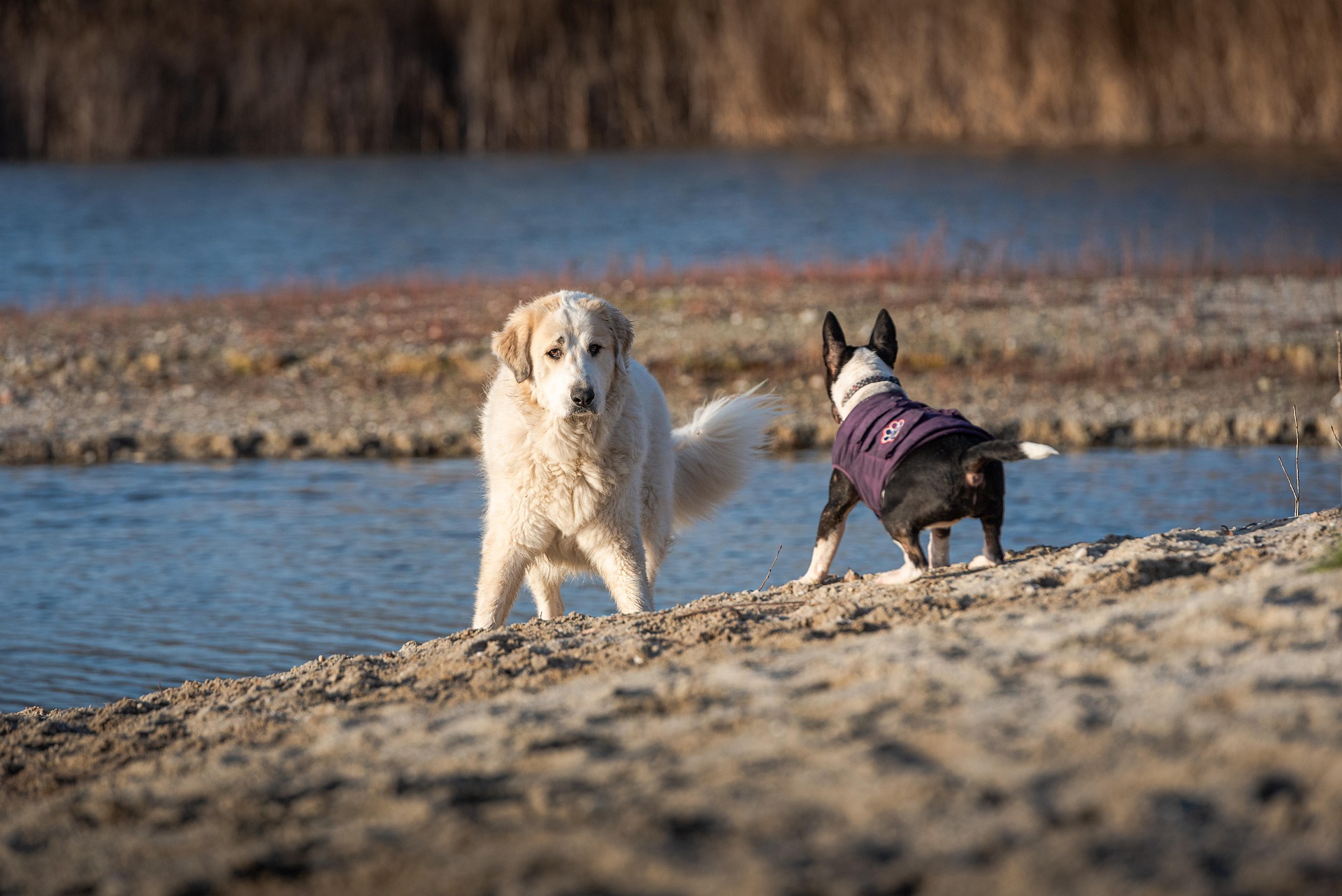 Patou protégeant son troupeau face à un chien de randonnée en montagne